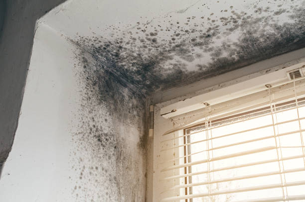 Affordable Attic Mold Remediation solutions in Lexington, VA